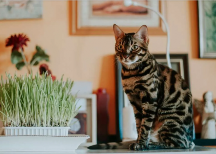 Fantastis! Mengintip Harga Kucing Bengal di Indonesia, Ada yang Seharga Rumah Mewah