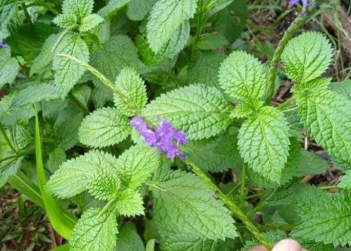 Dianggap Rumput Liar, Daun Pecut Kuda Bagus Untuk Sembuhkan Batuk