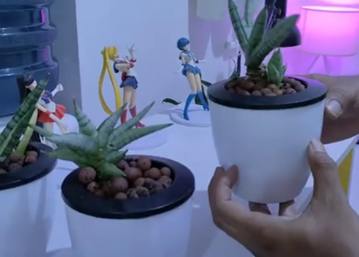 Manfaat Menanam Tanaman Hias Lidah Mertua di Dalam Rumah