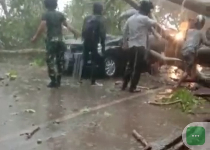  Hujan Badai di Bengkulu, 2 Mobil Dikabarkan Tertimpa Pohon 