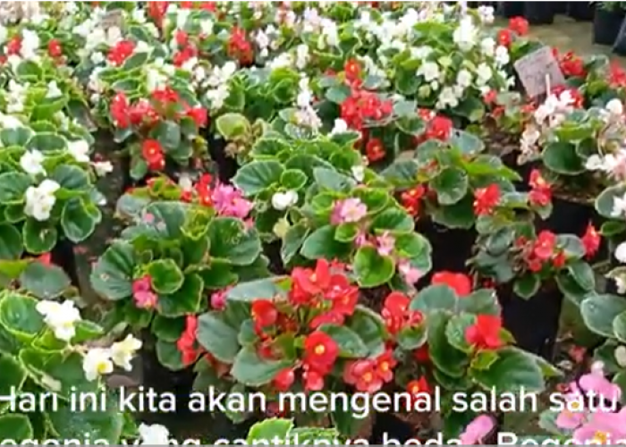 Mengenal Begonia Bali, Tanaman Hias Cantik Berdaun Unik dan Cara Perawatannya