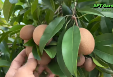 Rahasia Petani Sukses: Cara Mudah Racik Pupuk Organik Booster dari Bahan Dapur dan MKP
