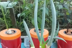 Hemat dan Praktis! Sulap Botol Air Mineral Bekas Jadi Media Tanam Daun Bawang Anti Gagal