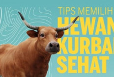 Idul Adha 2026: Bengkulu Terima 11 Sapi Kurban Jumbo Bantuan Presiden, Terbesar Capai 1,1 Ton