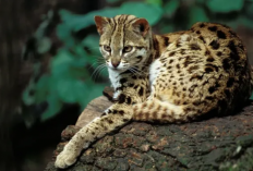Mengenal Kucing Bengal: Apakah Legal Dipelihara dan Bagaimana Cara Merawatnya?