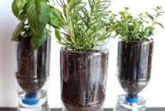 Tanaman Hidroponik Dari Botol Bekas dan Cara Membuatnya