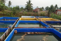 4 Kunci Budidaya Ikan Gurami di Kolam Terpal