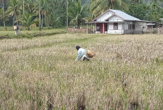 Kelompok Tani Tak Aktif, Produksi Pangan Terancam