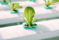 Pupuk Terbaik untuk Tanaman Hias di Air