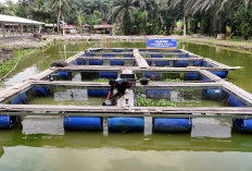 Terus Bergeliat, Pemberdayaan BRI Ungkit Perekonomian Desa Empang Baru