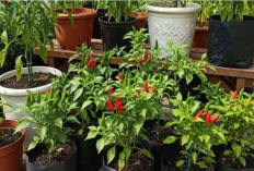 4 Jenis Tanaman Sayur dan Buah yang Tumbuh Subur di Polybag