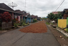 Sempat Jatuh Saat Puasa, Harga Biji Kopi Kering Lebong Kembali Menguat