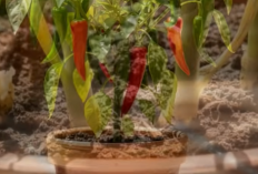 Modal Wadah Bekas! 5 Rekomendasi Tanaman Sayur dalam Pot untuk Urban Farming di Lahan Sempit