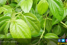 Manfaat Daun Sirih Campur Madu, Ampu Cegah Serangan Sembelit