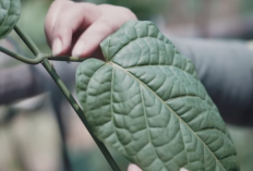 Tarum Jawa sebagai Sumber Pewarna Alami Bernilai Tinggi