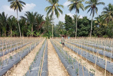  Petani Lebong Tengah Beralih Tanam Cabai 