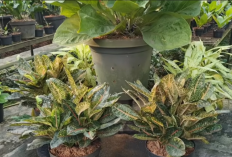 10 Tanaman Penjaga Rumah Penolak Penyakit dan Penarik Rezeki