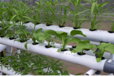 Sistim Hidroponik Apakah Produksinya Murah atau Mahal, Simak Penjelasannya 