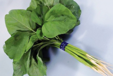 Tanaman Cepat Panen dan Menguntungkan, Boleh Dicoba!