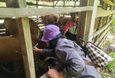 Jelang Idul Adha, Wabup Minta Disperkan Perketat Pemeriksaan Hewan Kurban 