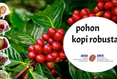 Tips Merawat Tanaman Kopi Robusta Agar Berbuah Lebat
