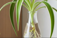 TRENDING! Tanaman Hias Air dalam Botol Jadi Dekorasi Estetik, Solusi Praktis untuk Rumah Minimalis