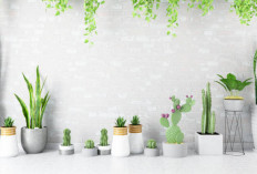 RUMAH JADI CANTIK! Inspirasi Desain Pot Tanaman Hias Unik dan Aesthetic Jadi Pusat Perhatian