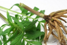 3 Suplemen Ini Bantu Anda Mudah Tidur Malam Nyenyak 