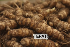 Panduan Lengkap Budidaya Temulawak untuk Pemula agar Hasil Melimpah