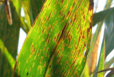 Penyebab Bercak Daun pada Jagung dan Cara Mengatasinya