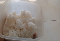 Cara Membuat Pupuk Hidroponik Buatan Sendiri: Panduan Organik dari Nasi Basi