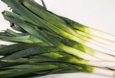 MODAL SEKALI UNTUNG TERUS! 5 Tanaman Sayur yang Bisa Dipanen Berkali-kali di Rumah