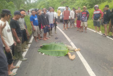 Tragis! Kecelakaan Maut di Desa Air Kopras Lebong, Pemotor Tewas di Tempat