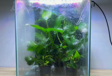 5 Tanaman Aquascape Murah dan Mudah Dirawat, Cocok untuk Pemula