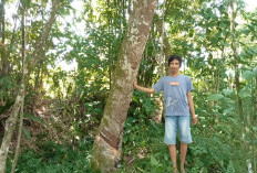 Harga Getah Karet Tembus Rp15.000 per Kilogram