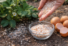 4 Limbah Rumah Tangga yang Cocok jadi Pupuk Alami