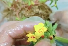 Cara Menanam Bunga Krokot Agar Subur dan Rajin Berbunga, Perhatikan Media Tanam dan Pemupukan