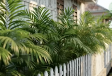 Rumah Sering Panas? Ini 7 Tanaman Penyejuk Alami Terbaik untuk Halaman Sempit
