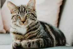Mengenal Jenis Kucing Kampung: Karakteristik dan Keunggulan Memeliharanya
