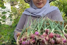 Ibu Rumah Tangga Wajib Tahu! Ini Cara Mudah Budidaya Bawang Merah Rumahan Modal Minimalis