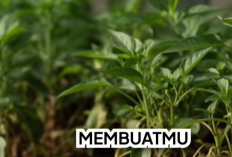 Panduan Lengkap Cara Merawat Tanaman Herbal agar Subur dan Panen Melimpah