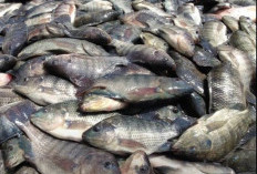 Cara Budidaya Ikan Nila di Kolam Terpal Untuk Pemula