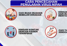 Waspada Virus Nipah: Bahaya Penularan dari Babi dan Kelelawar