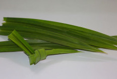 Tak Hanya Pewangi, Ini 4 Manfaat Daun Pandan untuk Kesehatan  