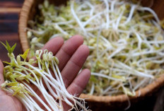 Cara Budidaya Tauge Hidroponik, Mudah dan Hemat Tempat