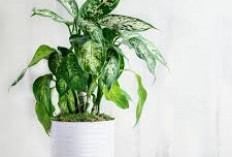 Pupuk Terbaik untuk Tanaman Hias, Waktu dan Cara Pemupukan