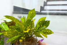 Kreasi Taman Gantung Tanpa Tanah, Cara Mudah Hadirkan Sudut Hijau yang Bersih dan Estetik di Rumah