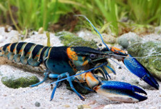 Sederet Panduan Budidaya Lobster Air Tawar