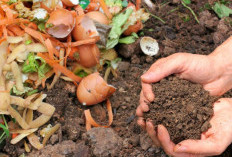4 Limbah Dapur Ini Ternyata Bisa di Olah Jadi Pupuk Mahal