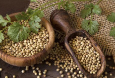 3 Herbal untuk Redakan Migrain dengan Cepat